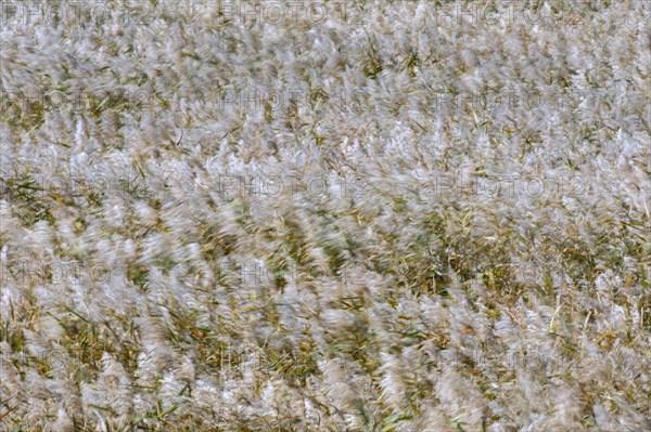 Motion blurred panicles of common reed