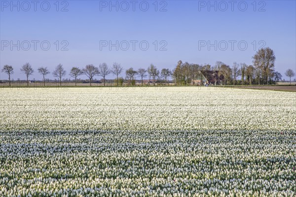 White tulips in tulip field in spring