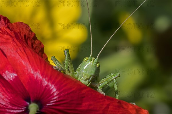 Great green bush-cricket