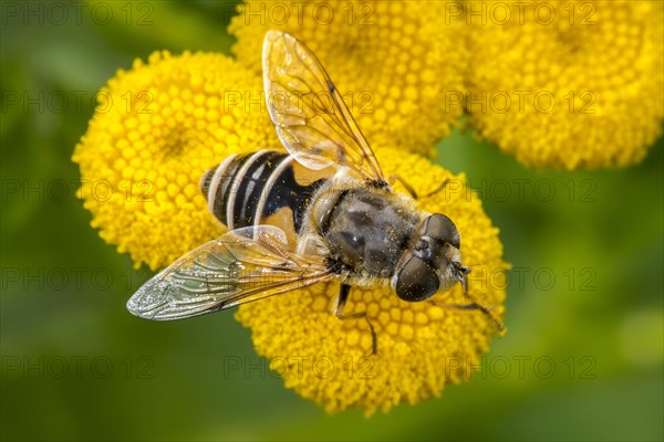 European drone fly