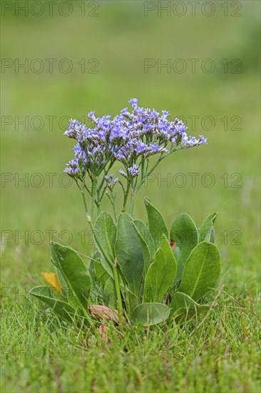 Common sea-lavender