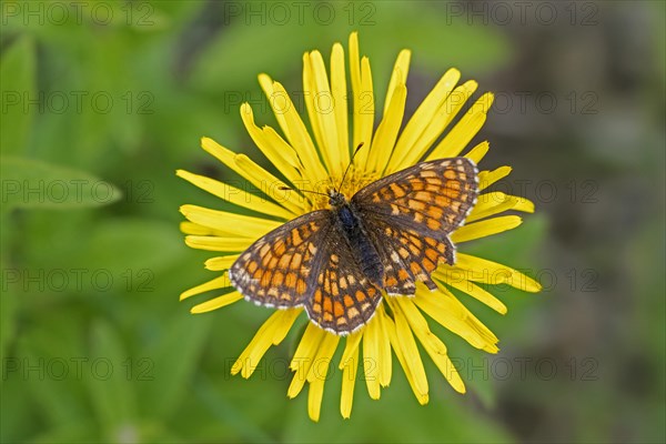 Marsh fritillary