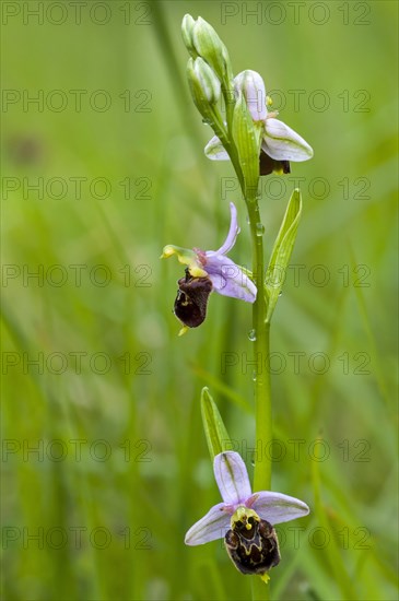 Late spider orchids