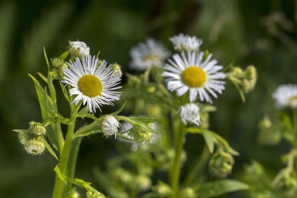 Annual fleabane