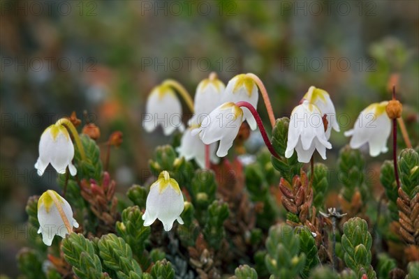 Clubmoss mountain heather