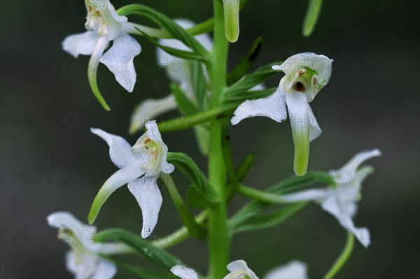 Greater butterfly orchid