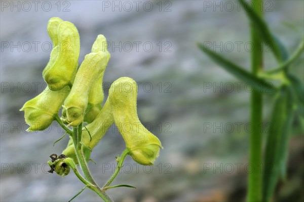 Northern wolfsbane