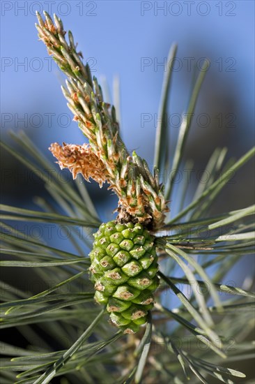 Scots Pine