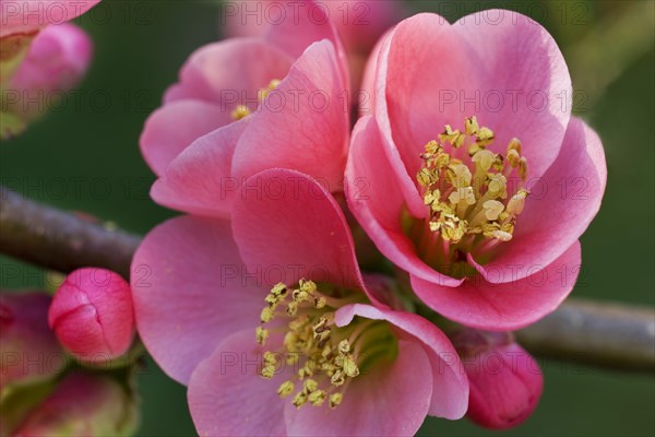 Japanese quince