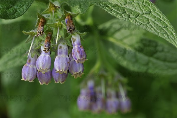 Common comfrey