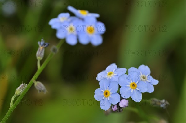 Water Forget-me-not