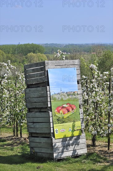 Wooden crates in half-standard Jonagold apple tree