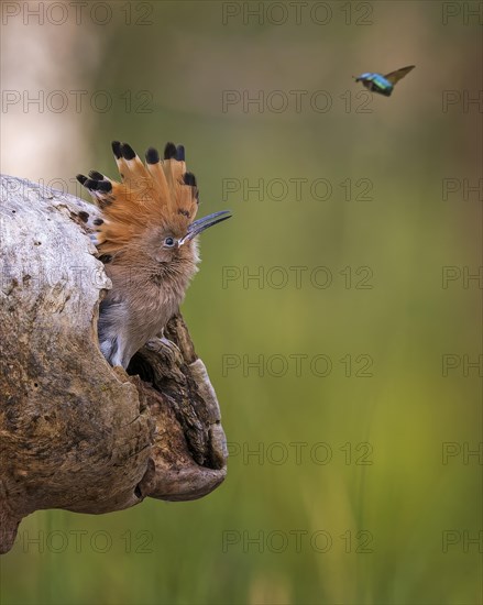 Hoopoe