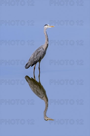 Reflection of grey heron