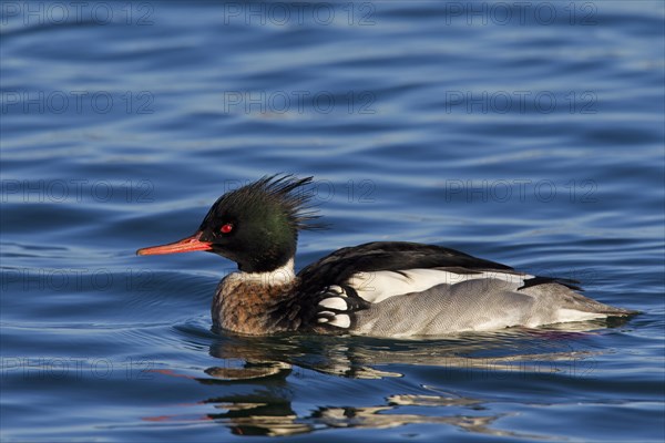 Red-breasted merganser