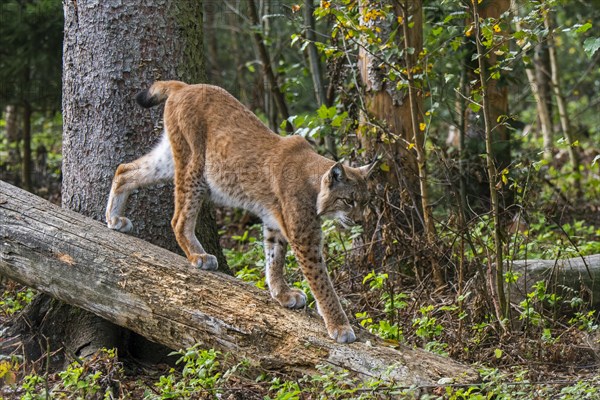 Eurasian lynx