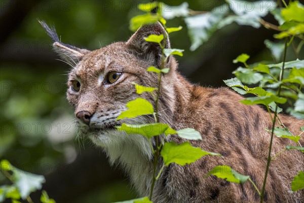 Eurasian lynx