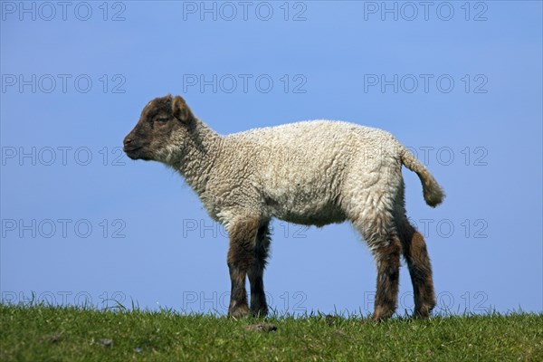 Domestic sheep