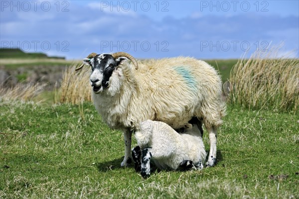 Scottish Black Faced