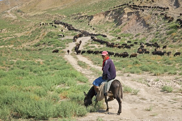 Uzbek shepherd riding on donkey while herding flock of sheep in rural Uzbekistan