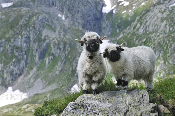 Valais Blacknose