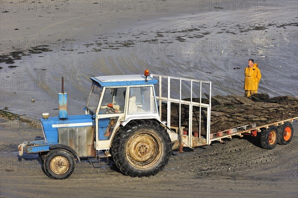 Tractor on beach returning with cartload full of cultivated oysters