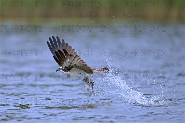 Western osprey