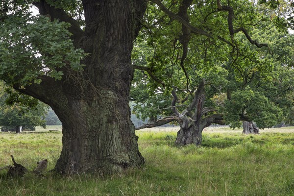 Ancient centuries old English oaks