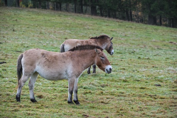 Two Przewalski horses