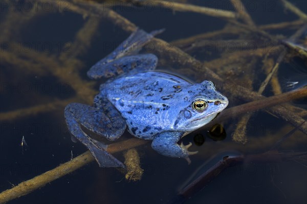 Moor Frog