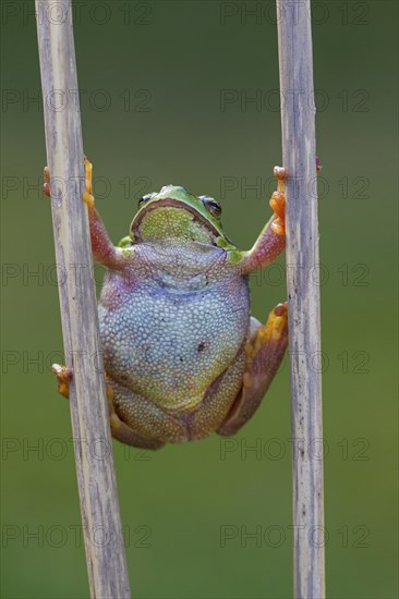 European tree frog