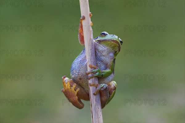 European tree frog