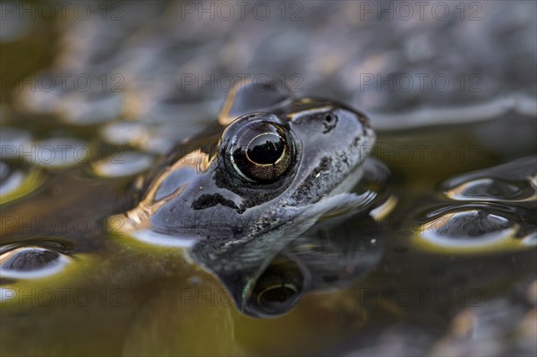 European common frog