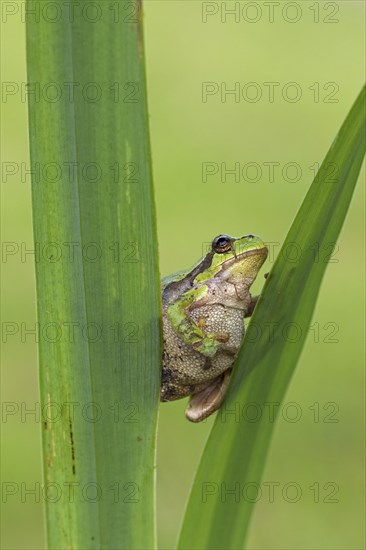 European tree frog