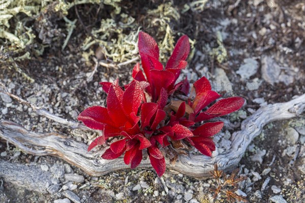 Alpine bearberry