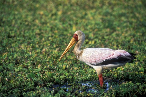 Yellow-billed stork