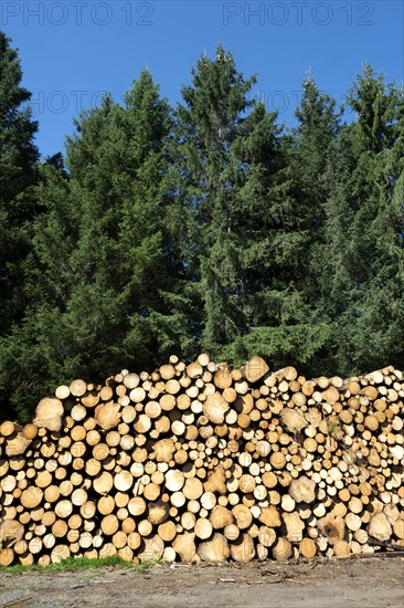 Freshly cut and stacked natura wooden logs