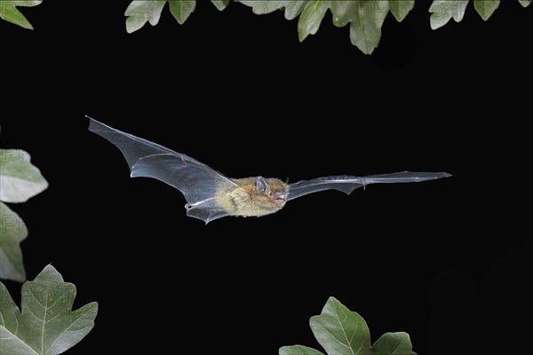 Common pipistrelle