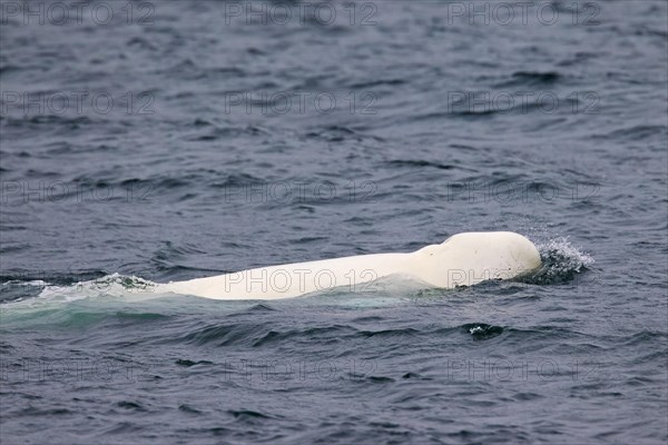 Beluga whale