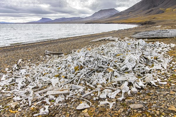 Beluga whale bones at the Bamsebu whaling station along Ingebrigtsenbukta bay shore near Kapp Toscana