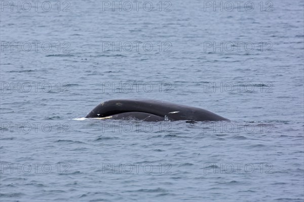 Bowhead whale