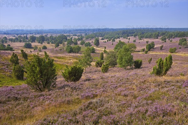 Lueneburg Heath