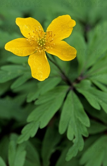 Yellow anemone