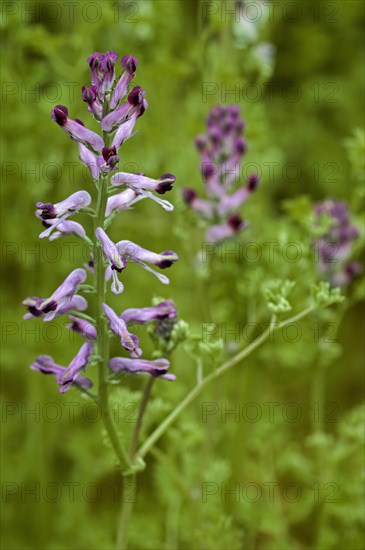 Common fumitory