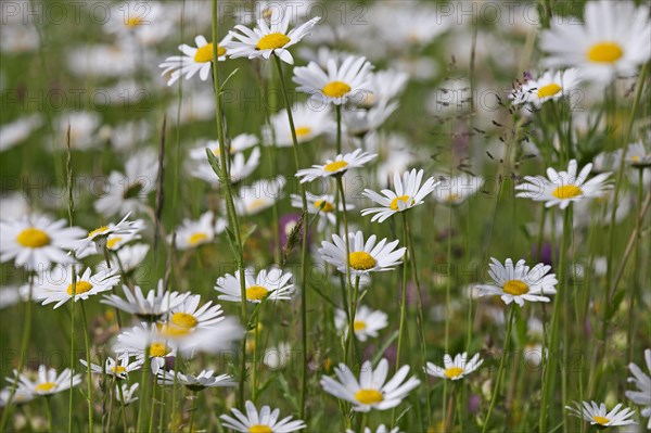 Ox-eye daisies