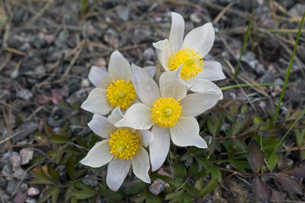 Spring pasqueflower