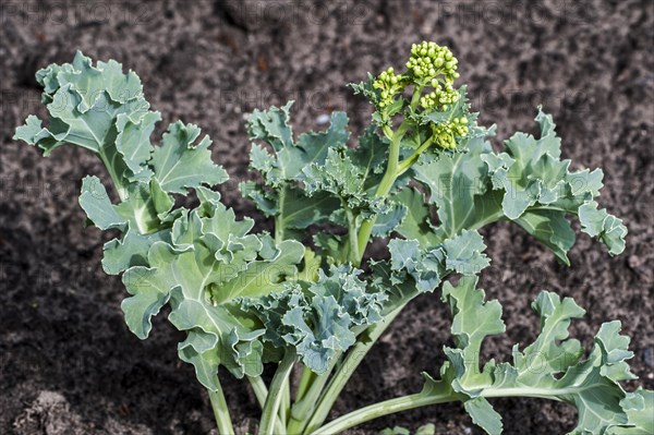 Sea kale