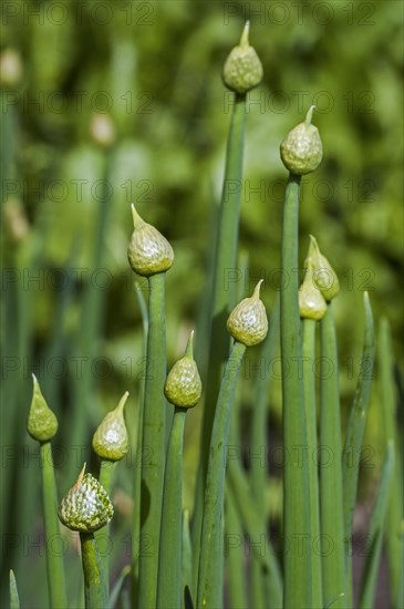 Welsh onions