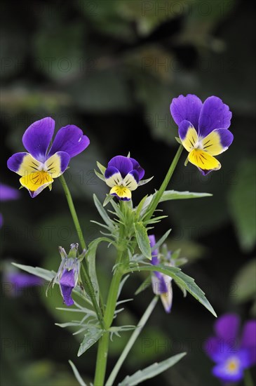 Wild pansy