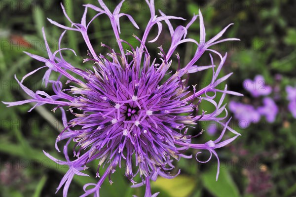 Greater knapweed